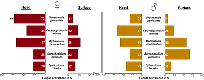 The spruce bark beetle Ips typographus transmits mutualistic fungi in mandibular mycetangia