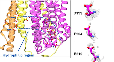 Fast prediction of acidic amino acid sidechain conformations for cryo-EM modeling