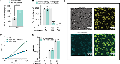 Transcription-induced coacervation accelerates and sensitizes cell-free biosensing