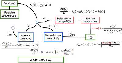 New perspectives in assessing environmental risks for birds: a simple TKTD framework to link growth and reproduction energy budget to chemical stress