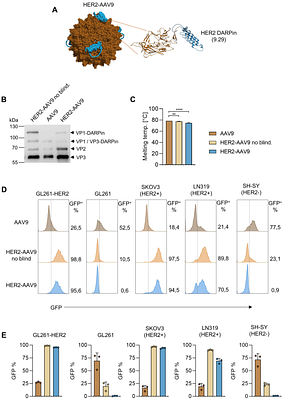 Engineered AAV9 as in vivo gene delivery platform for the selective transduction of TME cell subsets