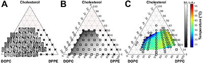 Micron-scale, liquid-liquid phase separation in ternary lipid membranes containing DPPE