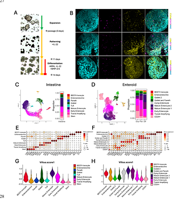 TLR3 Expression in Villus-Like Enterocytes Drives IFN-III Responses to Enteroviruses