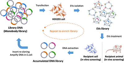 VesicleVoyager: In vivo selection of surface displayed proteins that direct extracellular vesicles to tissue-specific targets