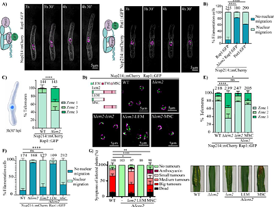 Perinuclear anchoring of telomeres enables plant infection by Ustilago maydis