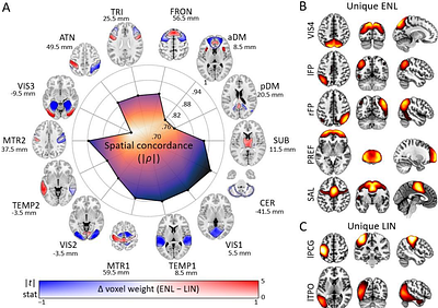 Explicitly nonlinear fMRI networks reveal hidden trajectories of infant brain development