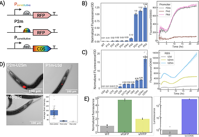 A DNA part library for reliable engineering of the emerging model nematode symbiotic bacterium Xenorhabdus griffiniae HGB2511