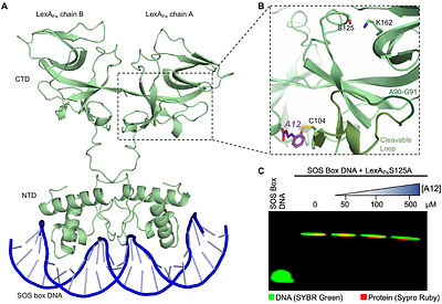 Identification and characterization of a small-molecule inhibitor of the Pseudomonas aeruginosa SOS response