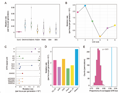 Mutations of short tandem repeats explain abundant trait heritability in Arabidopsis