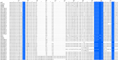 Genome Sequencing of Chinese yam (Dioscorea polystachya): analysis of PEBP gene family diversity and identification of a potential tuber inducing factor.