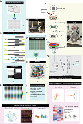 Study on Liver Sinusoidal Endothelial Cell Fenestrations Based on Cellular Omics-Structure Integration Technology and Its Application in Metabolic Diseases