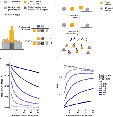 The ChIP-FRiP pipeline quantifies co-binding and reveals how antibody background contributes to cohesin ChIP-seq patterns