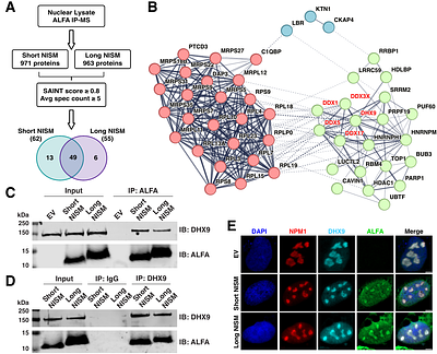 HDAC5-encoded Microprotein NISM Mediates Nucleolar Formation and Ribosomal RNA Synthesis