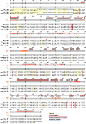Prefusion-specific glycoprotein B human antibodies protect against neonatal HSV-2 infection