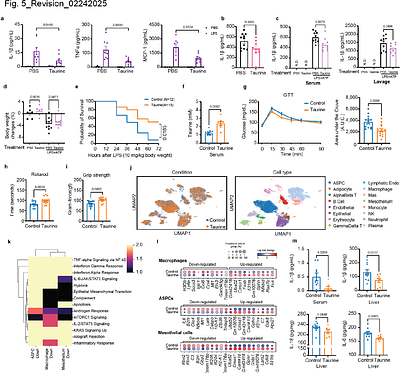 Hormetic elevation of taurine restrains inflammaging by deactivating the NLRP3 inflammasome.