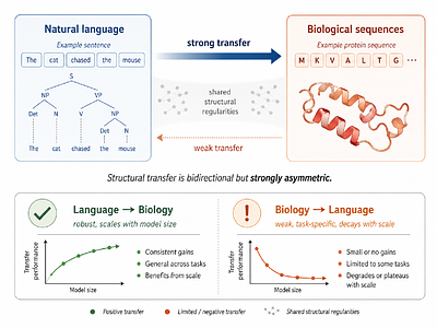 Asymmetric Structural Transfer Between Natural Language and Biological Foundation Models