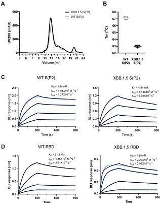 Preclinical Characterization of the Omicron XBB.1.5-Adapted BNT162b2 COVID-19 Vaccine
