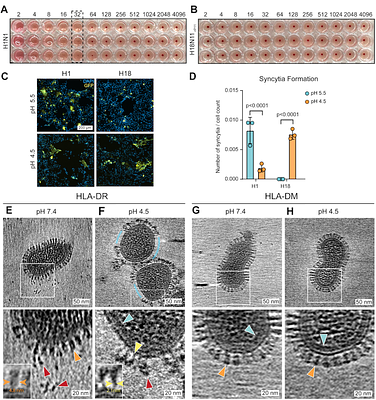 MHC-II acts as a fusion-triggering receptor for bat influenza virus