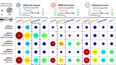 Lifetime-based multiplexed detection of viral RNA using fluorogenic aptamers