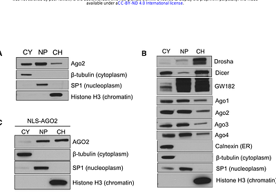 Nuclear Argonaute:miRNA complexes recognize target sequences within chromatin and silence gene expression