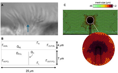 A Two-Phase Fluid Structure Interaction Model of Mucociliary Clearance Driven by Cilium