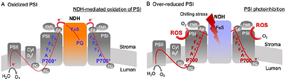 The protective role of chloroplast NADH dehydrogenase-like complex (NDH) against PSI photoinhibition under chilling stress