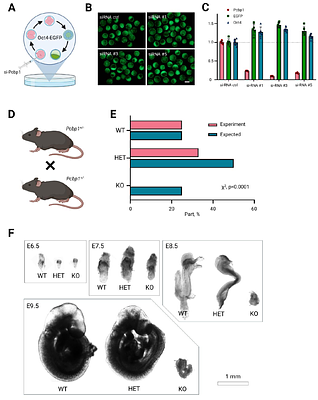 Pcbp1 orchestrates amino acid metabolism burst during the naive-to-primed pluripotency transition