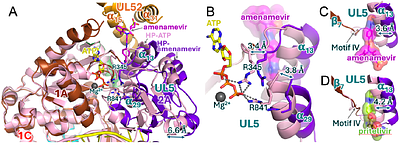 Structural Basis of Herpesvirus Helicase-Primase Inhibition by Pritelivir and Amenamevir