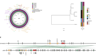 Genomic characterization of Escherichia coli and Enterobacter hormaechei clinical isolates from a tertiary healthcare facility in Kenya