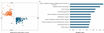 Exercise-induced Sweat Promotes Wound Healing in Diabetic Foot Ulcers