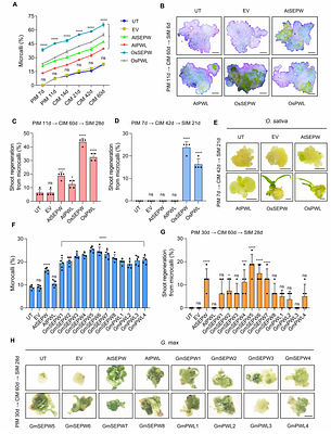 A hit-and-run strategy for protoplast reprogramming and regeneration into transgene-free plants