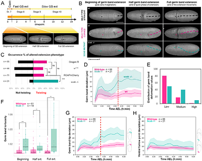 Embryo-eggshell interaction counteracts chiral bias in early Drosophila morphogenesis