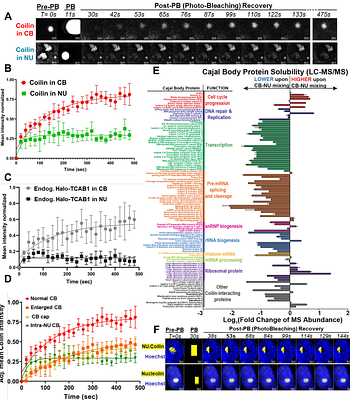 Intranucleolar Invasion of Cajal Body Remnants Suppresses Ribosomal Biogenesis in cis and Telomerase Functions in trans