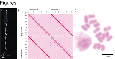 A Chromosome-Scale Genome of Nanomia septata Reveals Extensive Rearrangement But No Clear Driver of the Unique Colony-Level Organization of Siphonophores