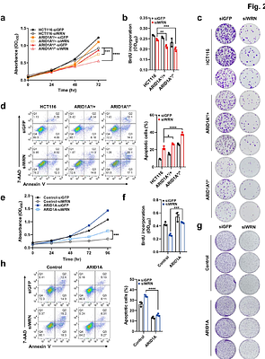 Differential DNA damage response to WRN inhibition identifies a targetable vulnerability in ARID1A-mutated cancers