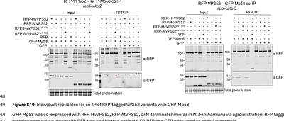 The highly conserved aphid effector pair Mp1-Mp58 associates to form an effector complex that targets host trafficking protein VPS52