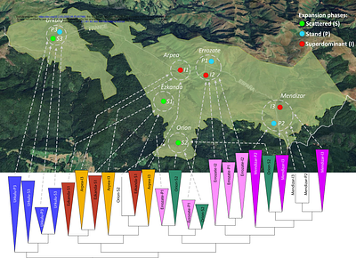 Exploring genomic diversity and reproductive strategies in three expansion phases of the superdominant Brachypodium rupestre in high mountain grasslands