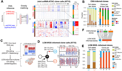 A spatiotemporal cancer cell trajectory underlies glioblastoma heterogeneity