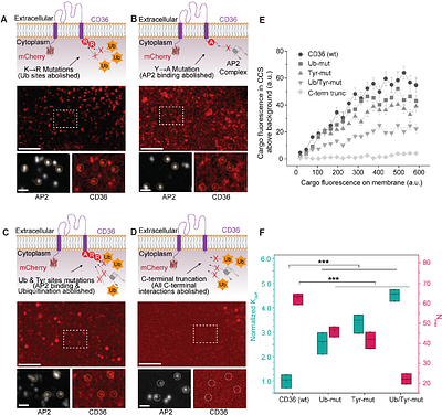 PROTAC internalization and target degradation require clathrin-mediatedendocytosis
