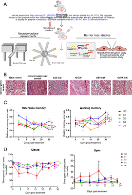Epstein-Barr virus and Helicobacter pylori Coinfection Drives Gut and Brain Barrier Dysfunction