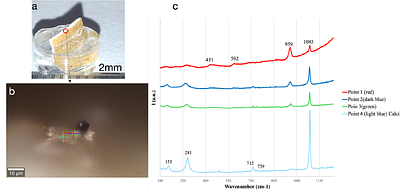 Phosphate and Carbonate in the Biomineralization of Chicken Eggshells and the Increase in Eggshell Thickness through Nanodroplet Addition
