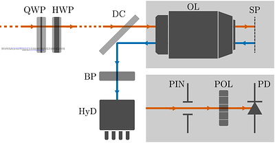 Residual ellipticity in waveplate-compensated polarization-resolved SHG microscopy may arise from femtosecond laser spectral bandwidth