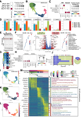 Neurogenin-2 Reprograms Human Microglial Lineage Cells into Neurons In Vitro and in Chimeric Brains