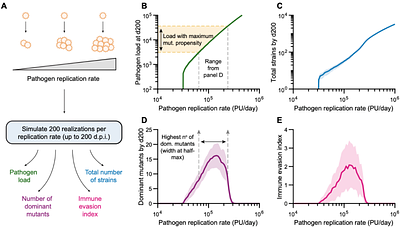 Within-host viral evolution varies with T cell receptor repertoire diversity independently of viral mutation rates