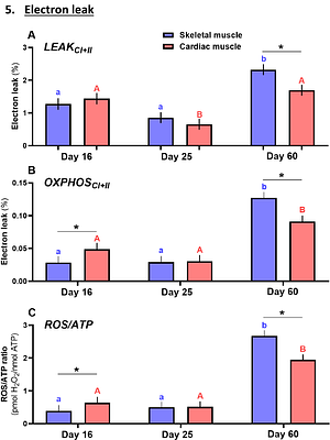 Early-life optimization of mitochondrial aerobic metabolism: high efficiency to grow fast, yet at no oxidative cost