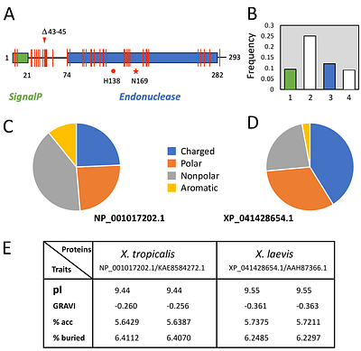 Thermoadaptation of EndoG proteins in the Xenopus frog genus