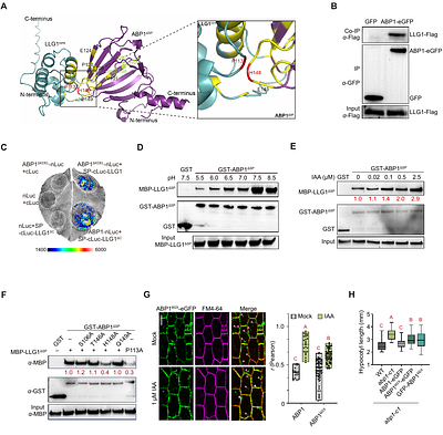 Auxin promotes GPI-anchored protein-mediated trafficking of ABP1 to enable cell-surface auxin signaling