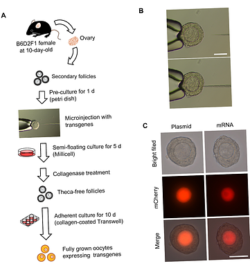 Rapid in vitro platform for functional analysis of maternal effect genes during mouse oocyte growth