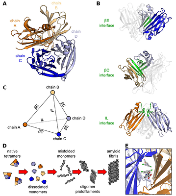 Hybrid Tetramers of Wild-Type and Amyloidogenic H88R Transthyretin Challenge the Monomer Paradigm