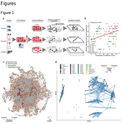 A multilayer network approach elucidates time- and tissue-specific developmental and aging processes